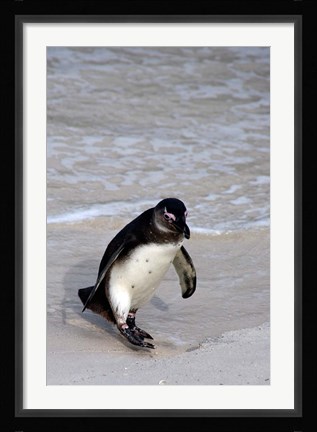 Framed Penguin, South Africa Print