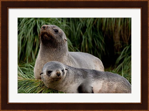 Framed South Georgia Island, Godthul, fur seal Print