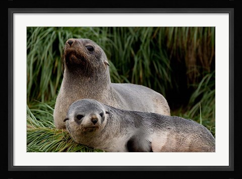 Framed South Georgia Island, Godthul, fur seal Print