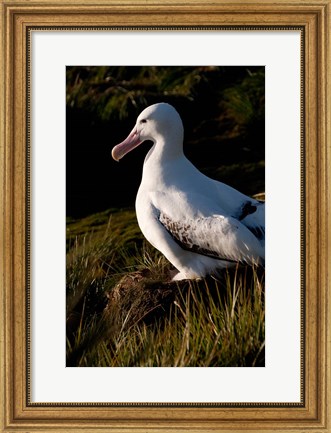 Framed South Georgia, Prion, Wandering albatross bird Print