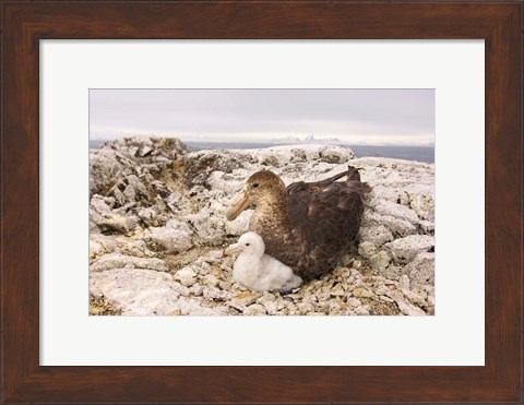 Framed Southern giant petrel nest, Antarctic Peninsula Print
