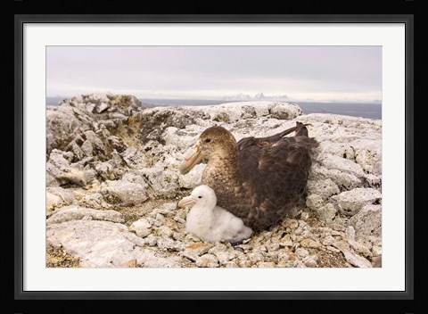Framed Southern giant petrel nest, Antarctic Peninsula Print