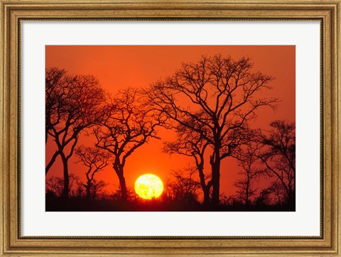 Framed South Africa, Kruger NP, Trees silhouetted at sunset Print