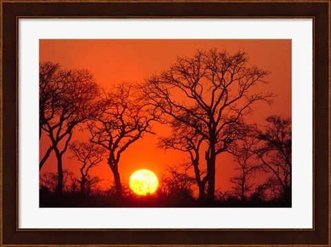 Framed South Africa, Kruger NP, Trees silhouetted at sunset Print
