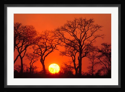 Framed South Africa, Kruger NP, Trees silhouetted at sunset Print