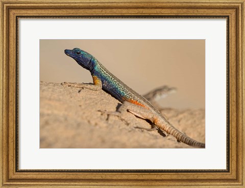Framed South Africa, Augrabies Falls NP, Flat lizard, Canyon Print