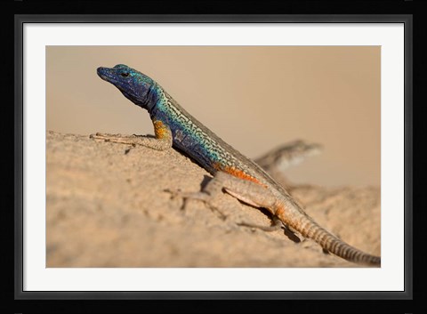 Framed South Africa, Augrabies Falls NP, Flat lizard, Canyon Print