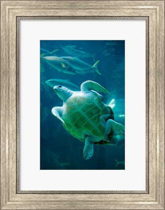Framed South Africa, Cape Town, Leatherback Turtle, Aquarium Print