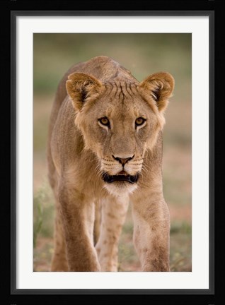 Framed South Africa, Kgalagadi, Kalahari Desert, Lion Print