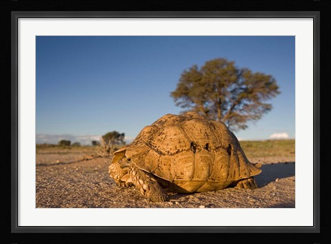 Framed South Africa, Leopard Tortoise, Kalahari Desert Print