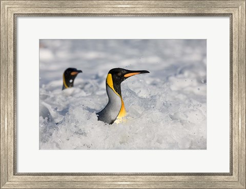 Framed South Georgia Is, St Andrews Bay, King Penguin rookery Print
