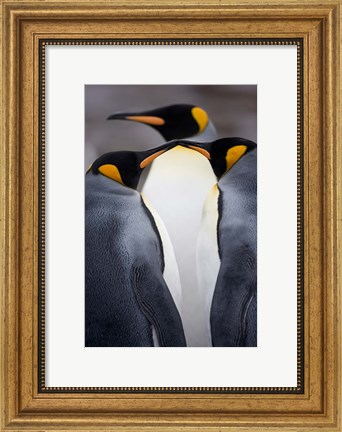 Framed South Georgia Island, King Penguins, Elsehul Bay Print