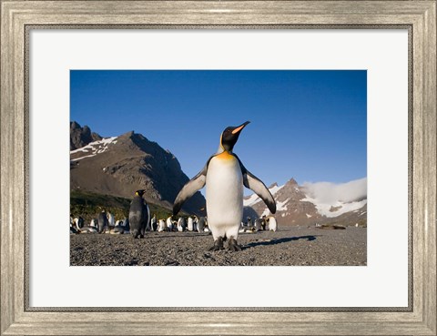 Framed King Penguin, South Georgia Island Print