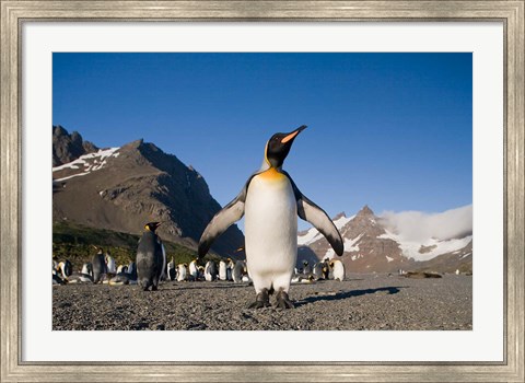 Framed King Penguin, South Georgia Island Print