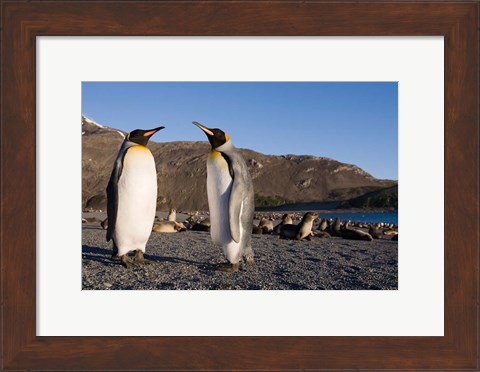 Framed Pair of King Penguins, South Georgia Island Print