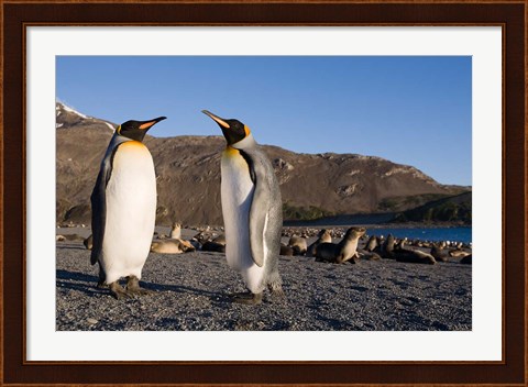 Framed Pair of King Penguins, South Georgia Island Print