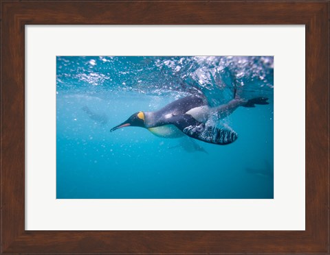 Framed King Penguin Underwater Print