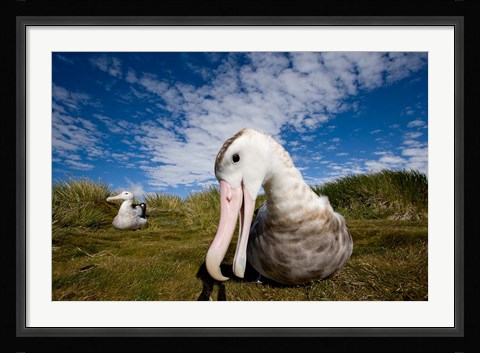 Framed Close up of Albatross Print