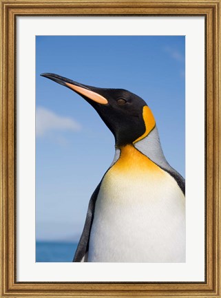 Framed South Georgia, St Andrews Bay, King Penguin rookery Print