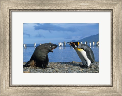 Framed South Georgia, St Andrews Bay, King Penguins, Fur Seal Print