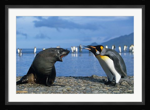 Framed South Georgia, St Andrews Bay, King Penguins, Fur Seal Print