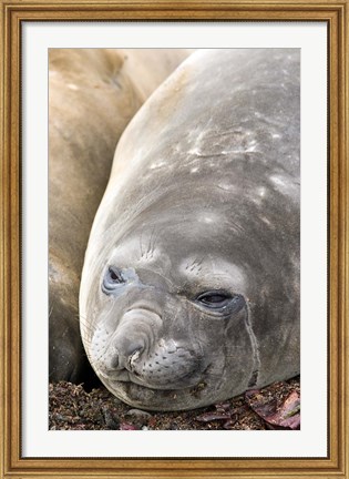 Framed Southern Elephant Seals, Antarctica Print