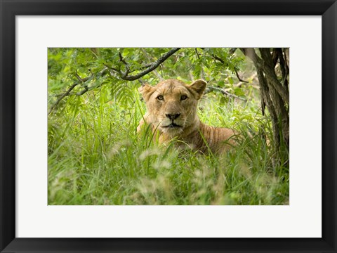 Framed South African Lioness, Hluhulwe, South Africa Print