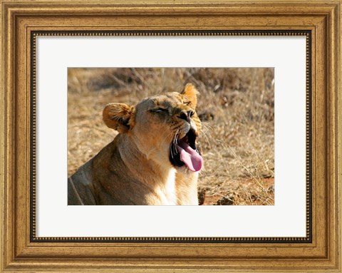 Framed South Africa, Madikwe GR, Lion yawns in African sun Print