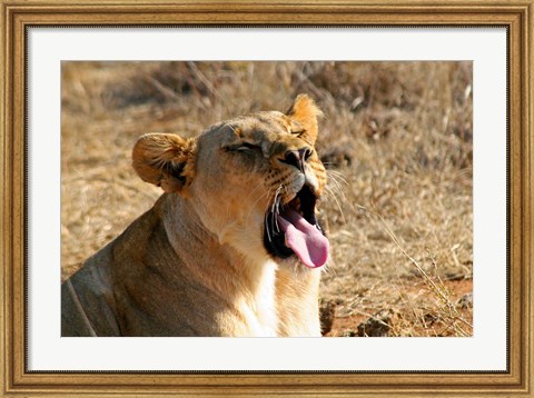 Framed South Africa, Madikwe GR, Lion yawns in African sun Print
