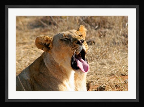 Framed South Africa, Madikwe GR, Lion yawns in African sun Print