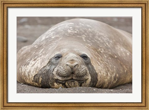 Framed South Shetland Islands, Southern elephant seal Print
