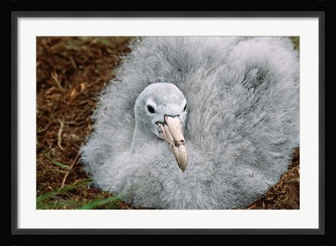 Framed South Georgia Island, Southern Giant Petrel bird Print
