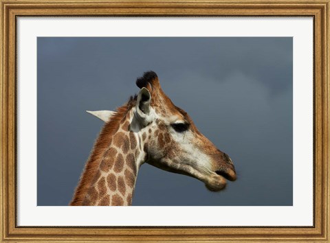 Framed South African Giraffe, Giraffa camelopardalis Kruger NP, South Africa Print