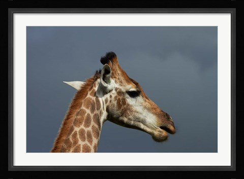 Framed South African Giraffe, Giraffa camelopardalis Kruger NP, South Africa Print