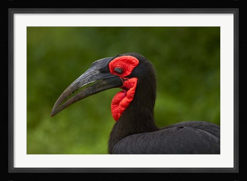 Framed Southern Ground Hornbill, Bucorvus leadbeateri, Kruger NP,South Africa Print