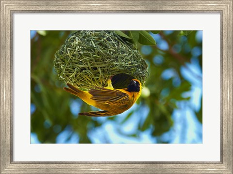 Framed Southern Masked Weaver at nest, Etosha National Park, Namibia Print