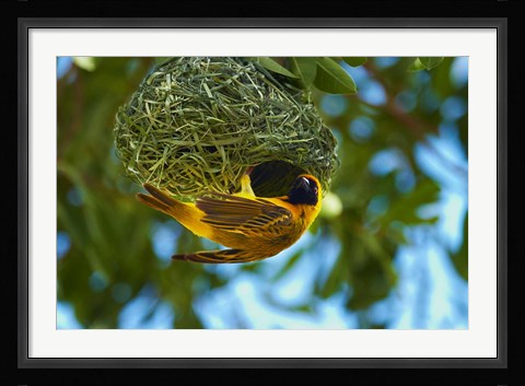 Framed Southern Masked Weaver at nest, Etosha National Park, Namibia Print
