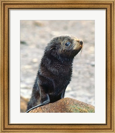 Framed Close up of fur seal pup Print