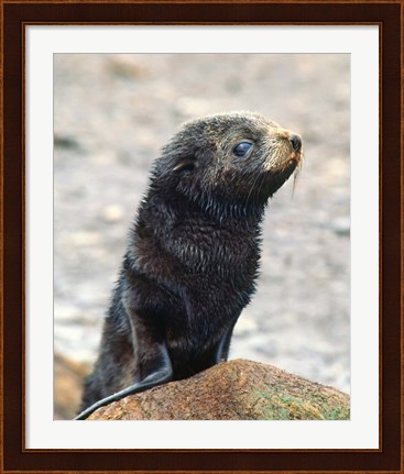 Framed Close up of fur seal pup Print