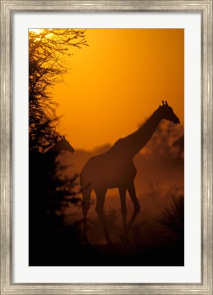 Framed Southern Giraffe and Acacia Tree, Moremi Wildlife Reserve, Botswana Print