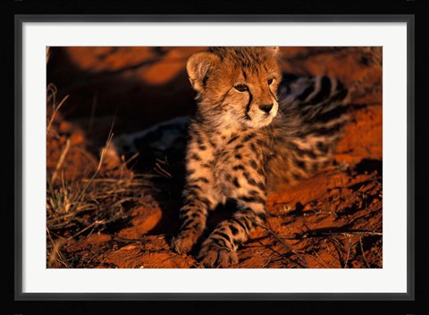 Framed South Africa, Kalahari Desert. King Cheetah Print