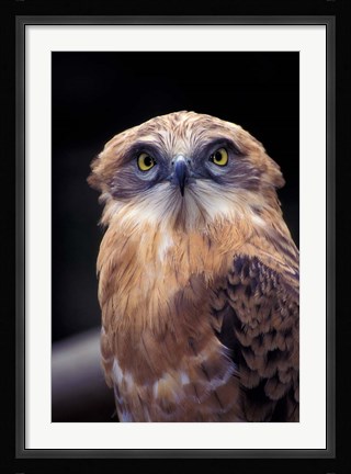 Framed South Africa. Spotted Eagle Owl (Bubo africanus) Print