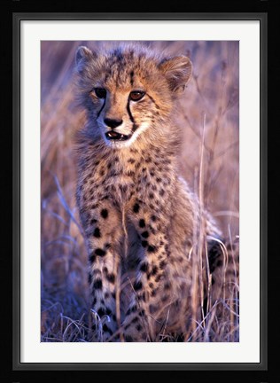 Framed South Africa, Phinda Reserve. King Cheetah Print