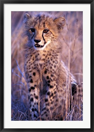 Framed South Africa, Phinda Reserve. King Cheetah Print
