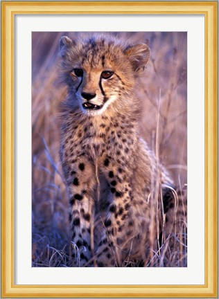 Framed South Africa, Phinda Reserve. King Cheetah Print