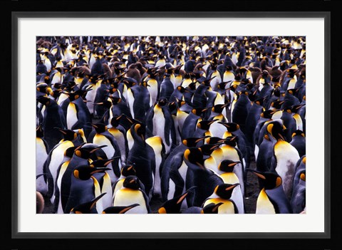 Framed South Georgia Island, King Penguins Print