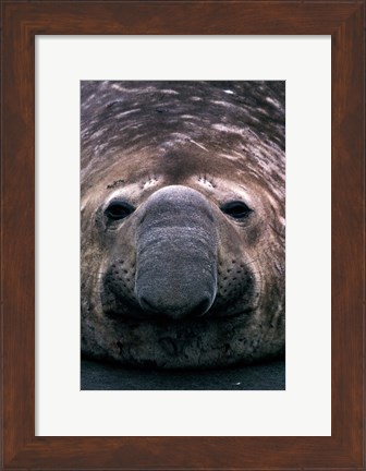 Framed South Georgia Island, Southern Elephant Seal Print