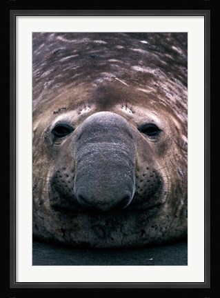 Framed South Georgia Island, Southern Elephant Seal Print