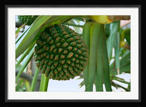 Framed South Africa, Durban, Umhlanga Rocks, palm tree Print