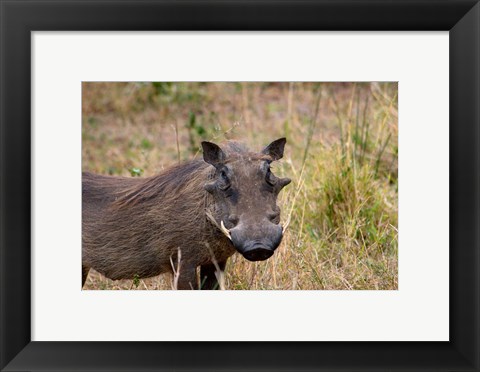 Framed South Africa, KwaZulu Natal, warthog wildlife Print